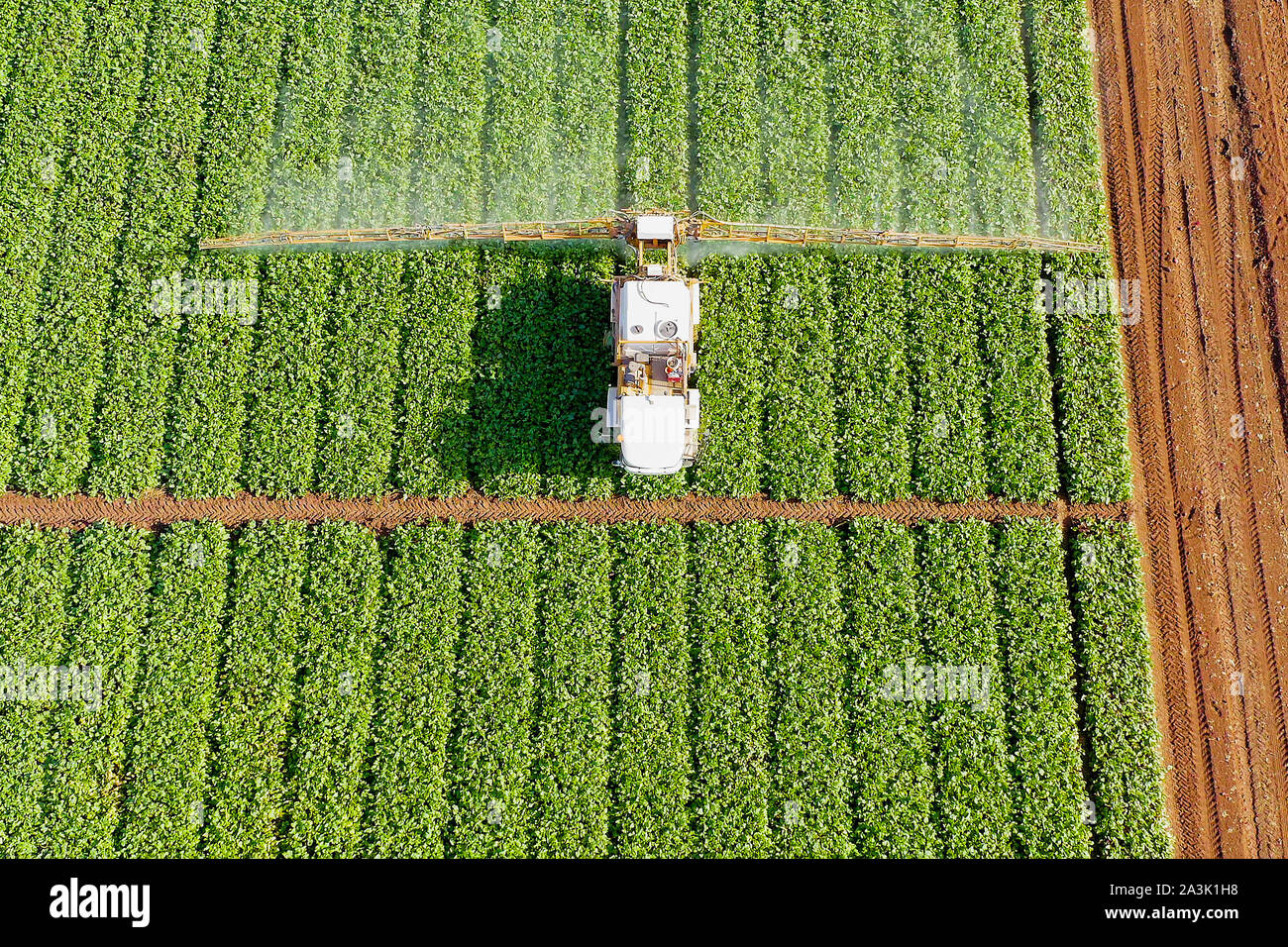 Spruzzatore di antiparassitari il trattore lavora su una barbabietola da zucchero, di campo superiore dell'antenna verso il basso Foto Stock