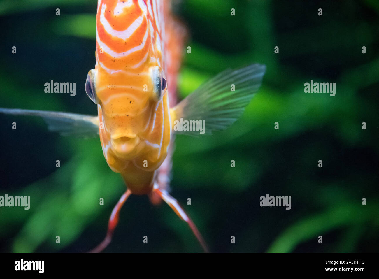 Acqua dolce tropicale discus pesci (Symphysodon aequifasciatus) nativo per il bacino del Rio delle Amazzoni, al Georgia Aquarium di Atlanta, Georgia. (USA) Foto Stock