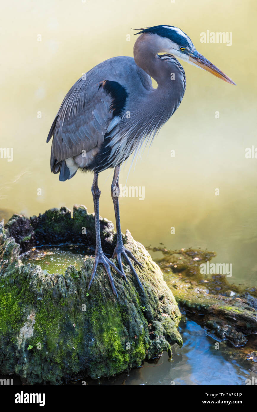 Airone blu (Ardea erodiade) a Homosassa Springs lungo la costa occidentale della Florida. (USA) Foto Stock