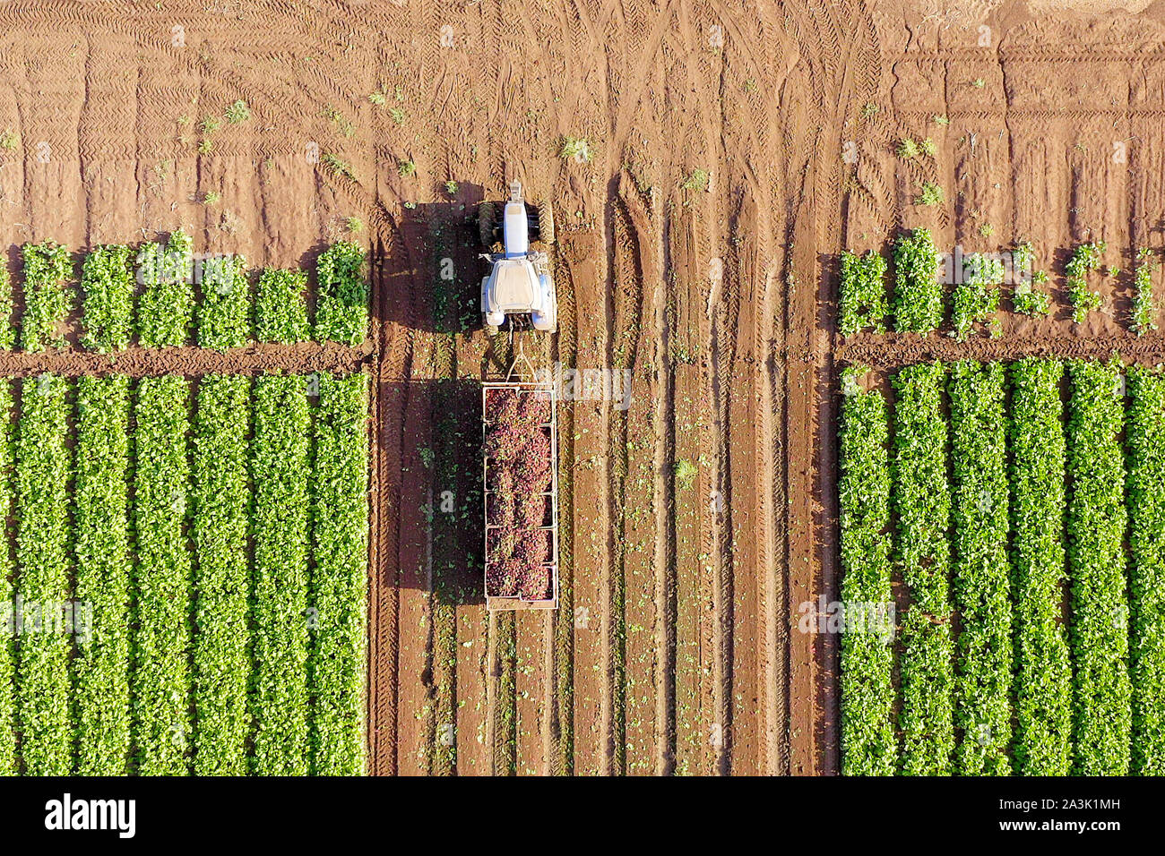 Trattore e rimorchio caricati con pallet di barbabietola fresca raccolta che attraversano un campo, immagine aerea. Foto Stock
