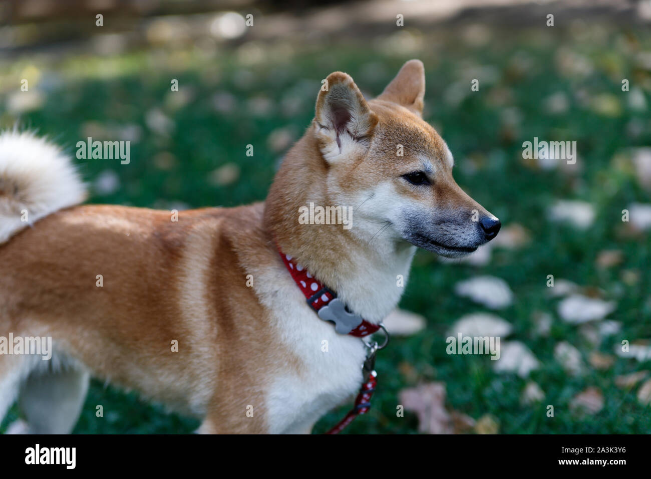 Un Fox-come cane è un Shiba Inu. Cane affascinante con morbida pelliccia e carattere ribelle in una passeggiata nel parco d'autunno. Foto Stock