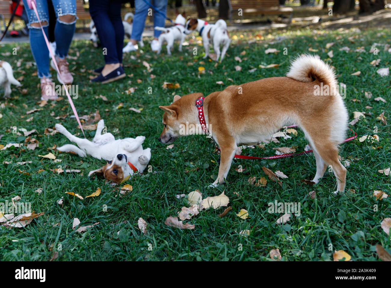 Un Fox-come cane è un Shiba Inu. Cane affascinante con morbida pelliccia e carattere ribelle in una passeggiata nel parco d'autunno. Foto Stock