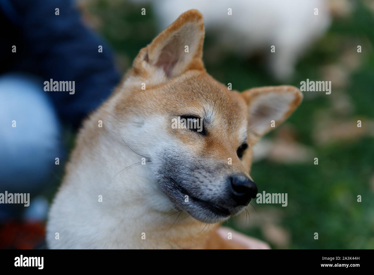 Un Fox-come cane è un Shiba Inu. Cane affascinante con morbida pelliccia e carattere ribelle in una passeggiata nel parco d'autunno. Foto Stock