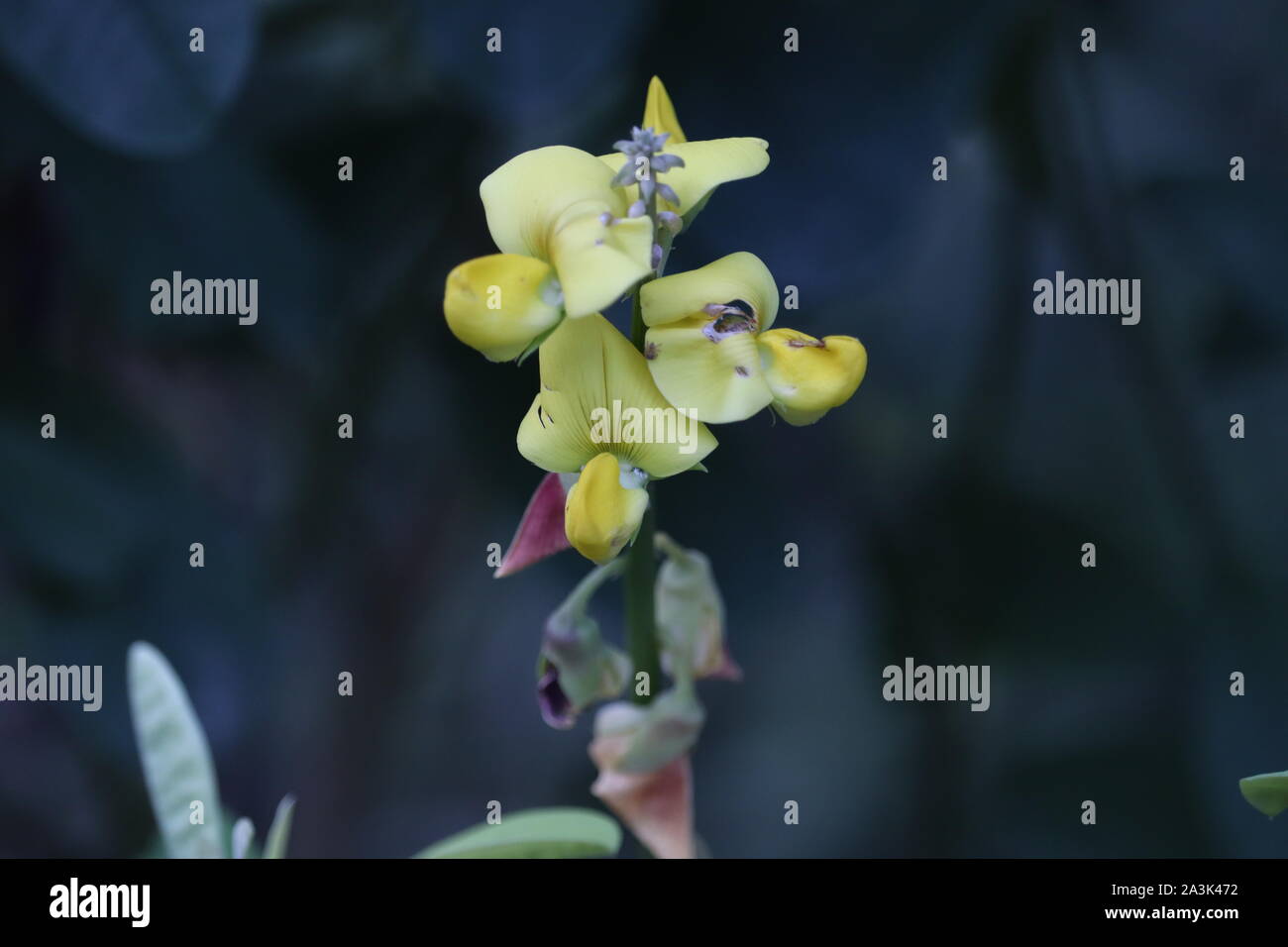 Bella insolito fiori gialli con i semi dal fiore medicinali celandine su un insolito magico sfondo verde. Foto Stock