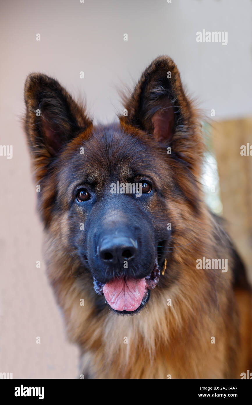 Un popolare razza di cane è il pastore tedesco. Affidabile, intelligente, fedele e coraggiosa cane. Usato come una guardia del corpo, sentinella e protezione. Close-up portra Foto Stock