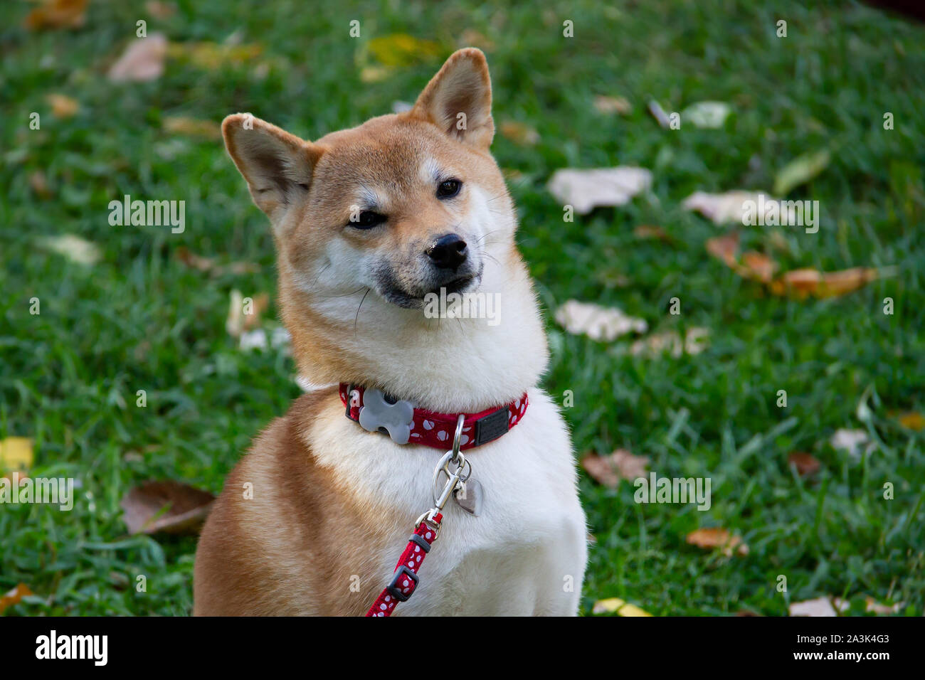 Un Fox-come cane è un Shiba Inu. Cane affascinante con morbida pelliccia e carattere ribelle in una passeggiata nel parco d'autunno. Foto Stock