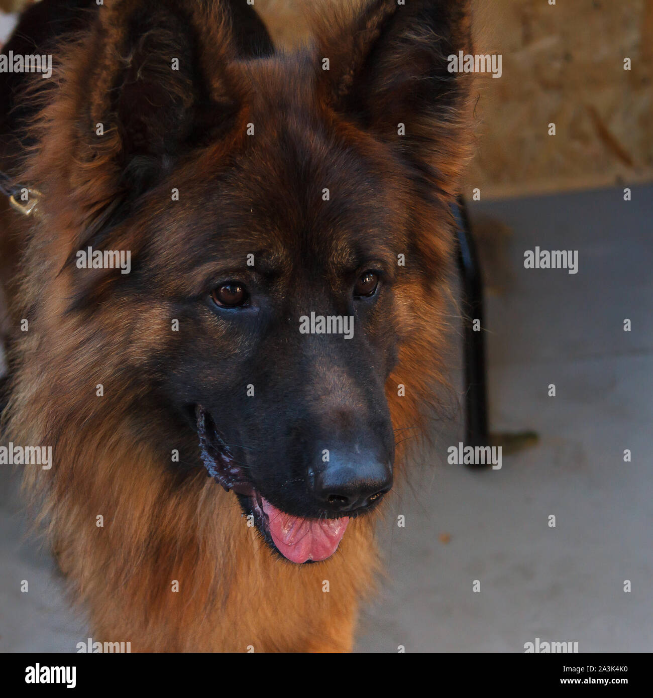 Un popolare razza di cane è il pastore tedesco. Affidabile, intelligente, fedele e coraggiosa cane. Usato come una guardia del corpo, sentinella e protezione. Close-up portra Foto Stock
