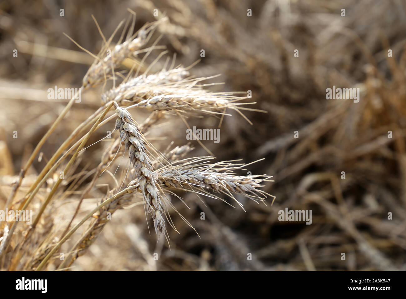 Campo di grano, orecchie nella luce del sole in primo piano. Paesaggio rurale, concept il raccolto autunnale e agricoltura Foto Stock