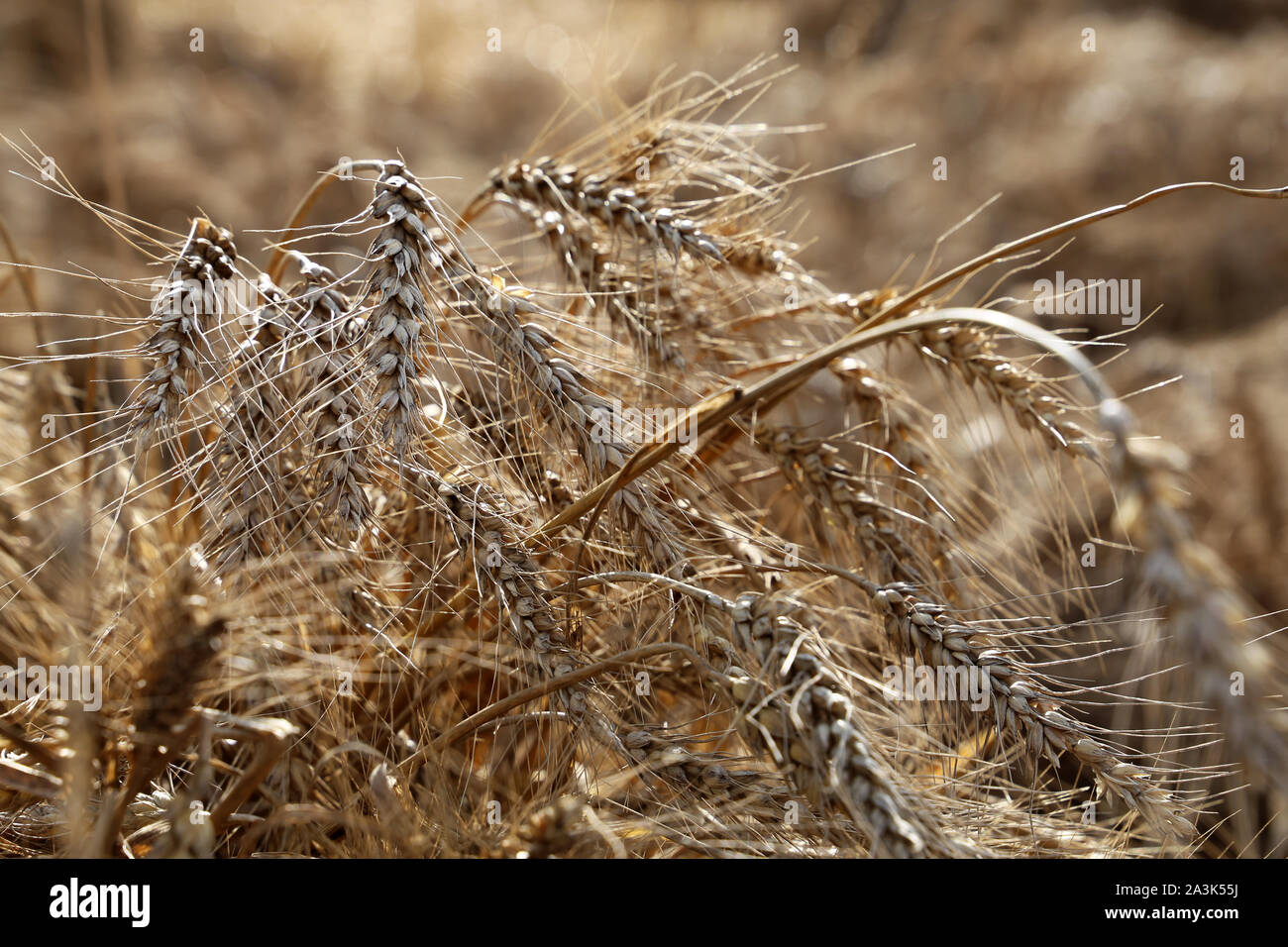 Campo di grano, orecchie nella luce del sole in primo piano. Paesaggio rurale, concept il raccolto autunnale e agricoltura Foto Stock