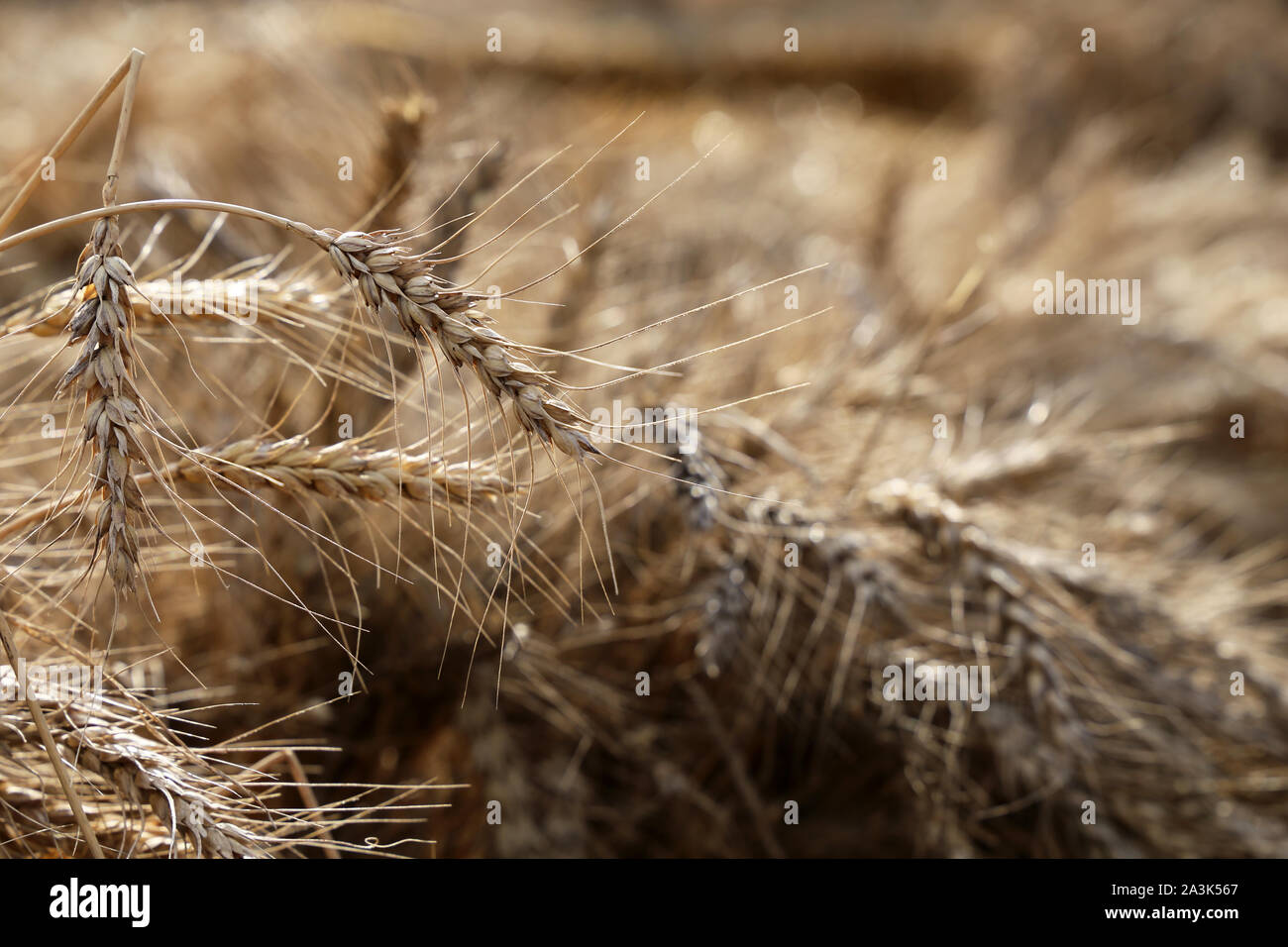 Campo di grano, orecchie nella luce del sole in primo piano. Paesaggio rurale, concept il raccolto autunnale e agricoltura Foto Stock