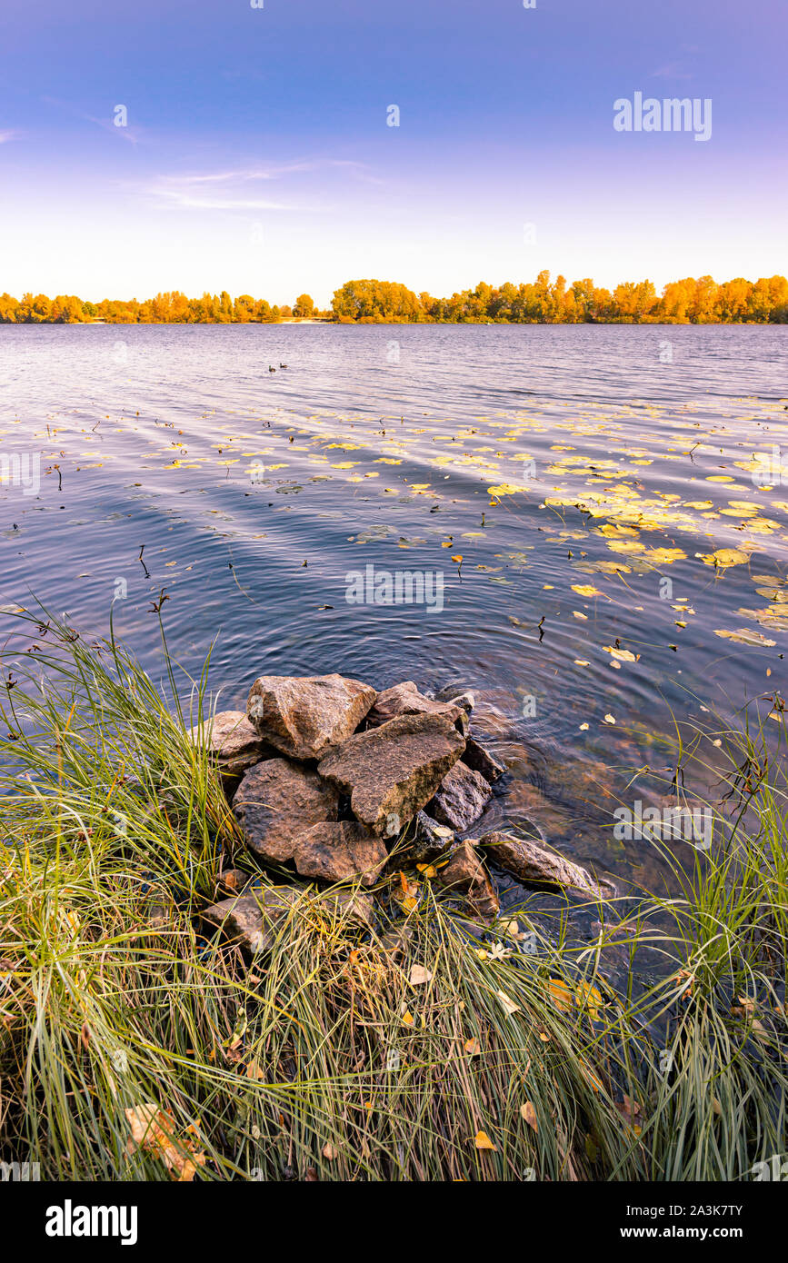 Rocce e lamelle di schoenoplectus vicino al fiume Dnieper a Kiev in autunno. Nuphar lutea (ninfee) foglie sono galleggianti sull'acqua viola. Pioppi Foto Stock