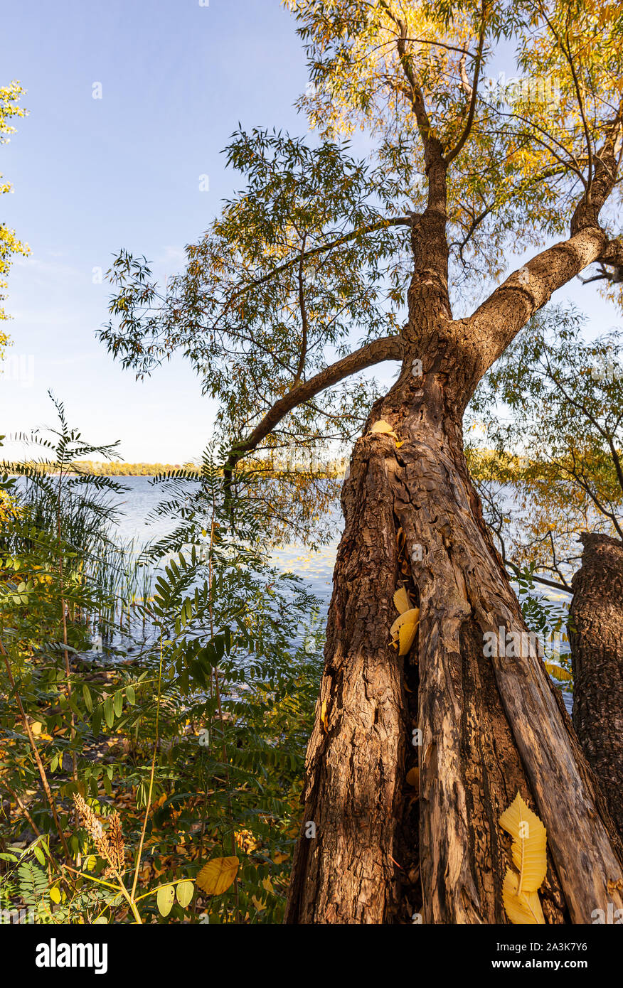 Willow Tree oltre il fiume Dniper, in autunno e in Obolon distretto di Kiev, Ucraina Foto Stock