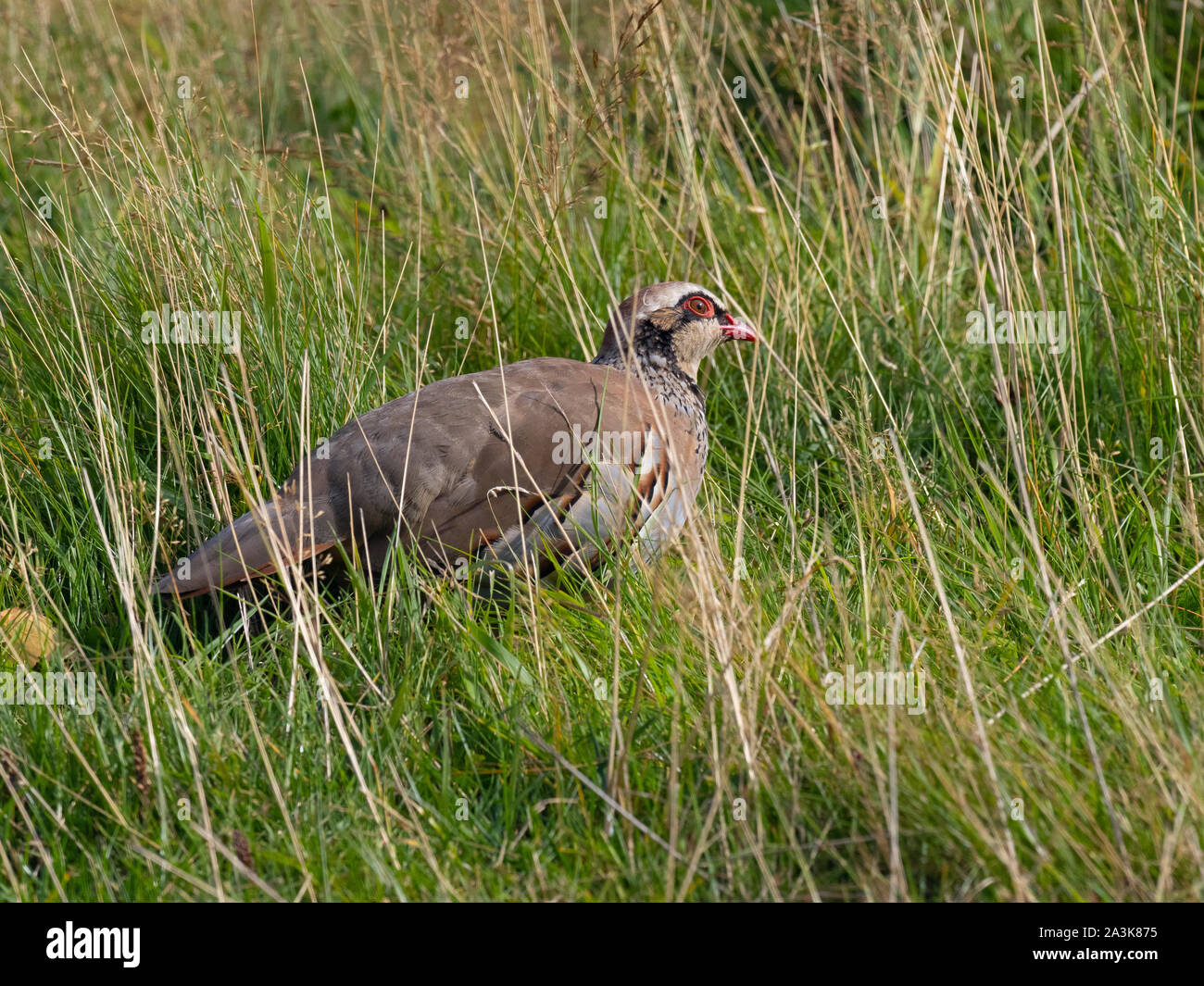 Red pernici Alectoris rufa alimentando in erba lunga Foto Stock