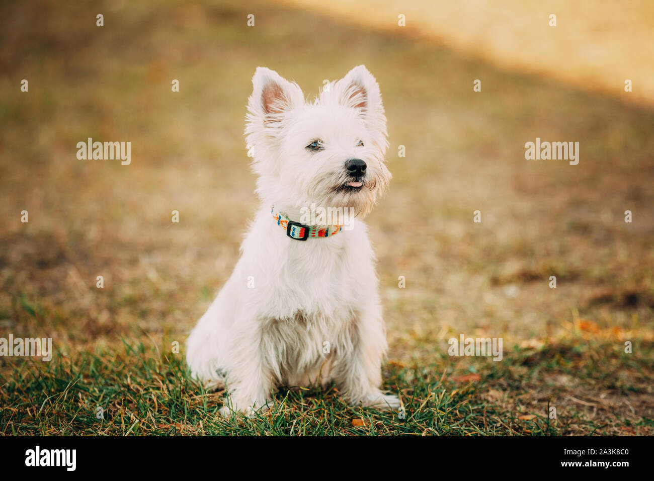 Funny West Highland White Terrier - Westie, Westy Ritratto di cane. Foto Stock