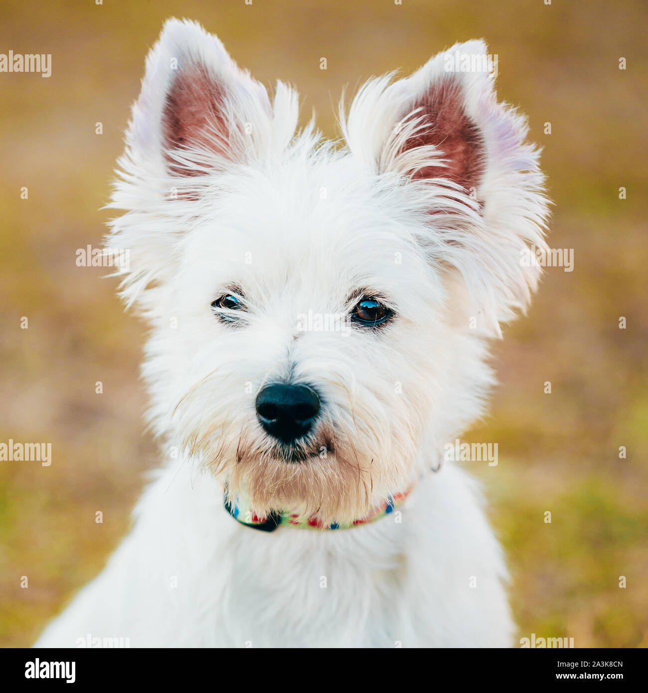 Dolce West Highland White Terrier - Westie, Westy Ritratto di cane. Foto Stock