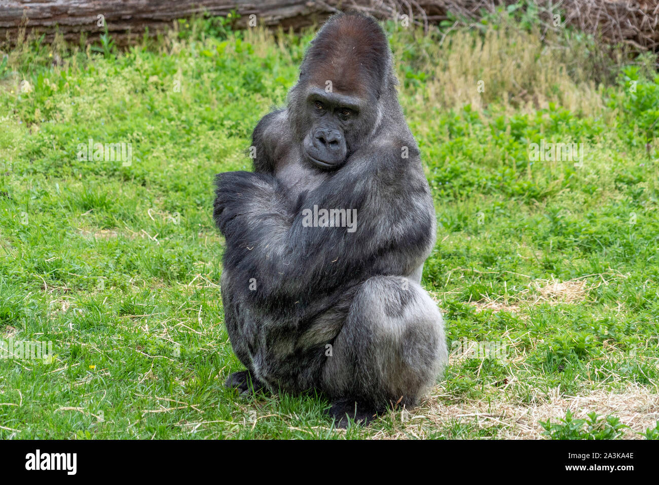 Silverback nero scimmia gorilla ape ritratto da vicino Foto Stock