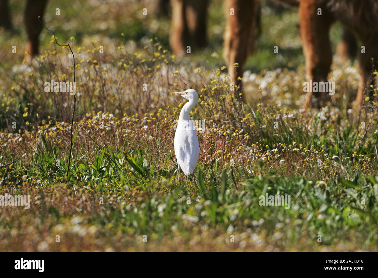 Airone guardabuoi Bubulcus ibis alla ricerca di cibo da bestiame bovino Foto Stock