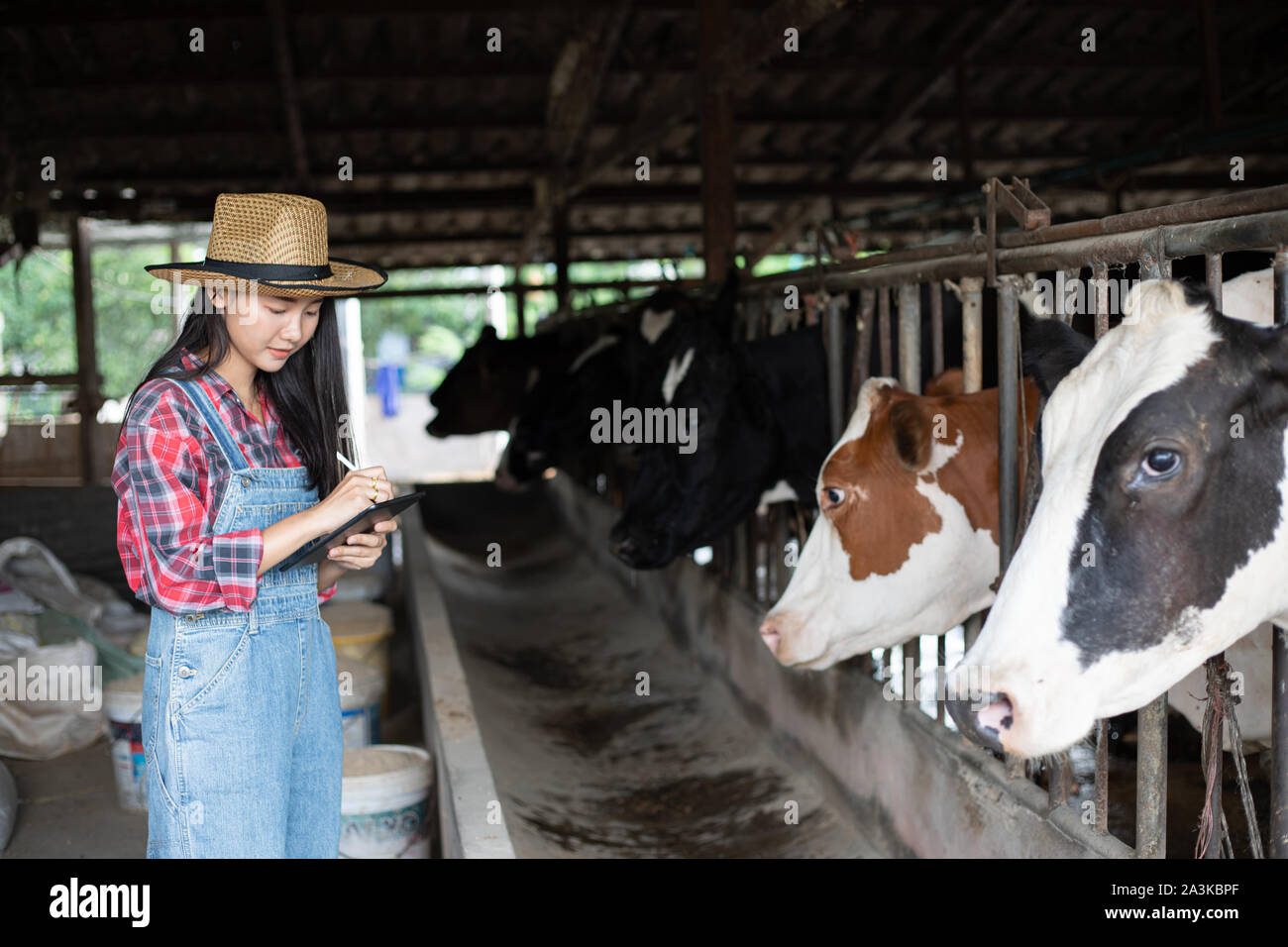 Donne asiatiche Agricoltura e Industria Agricoltura e zootecnia concetto - Giovani donne o contadino con tablet pc e computer mucche nella stalla da latte Foto Stock