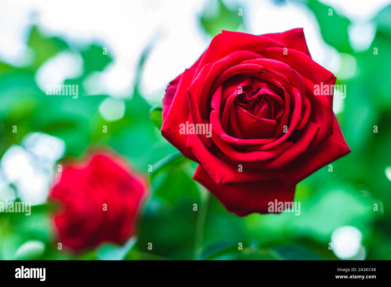 Close up dettaglio foto di Red Rose in giardino Foto Stock