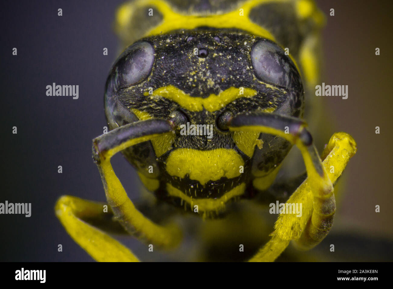 Foto macro di un hornet Foto Stock