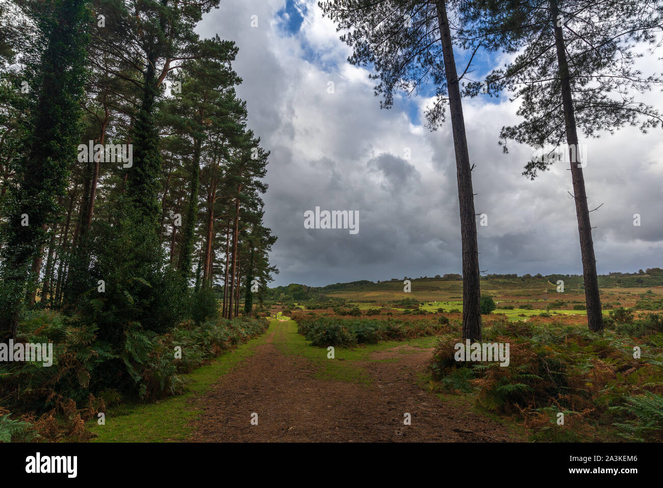 New Forest, Hampshire, Inghilterra, Regno Unito nel mese di ottobre Foto Stock