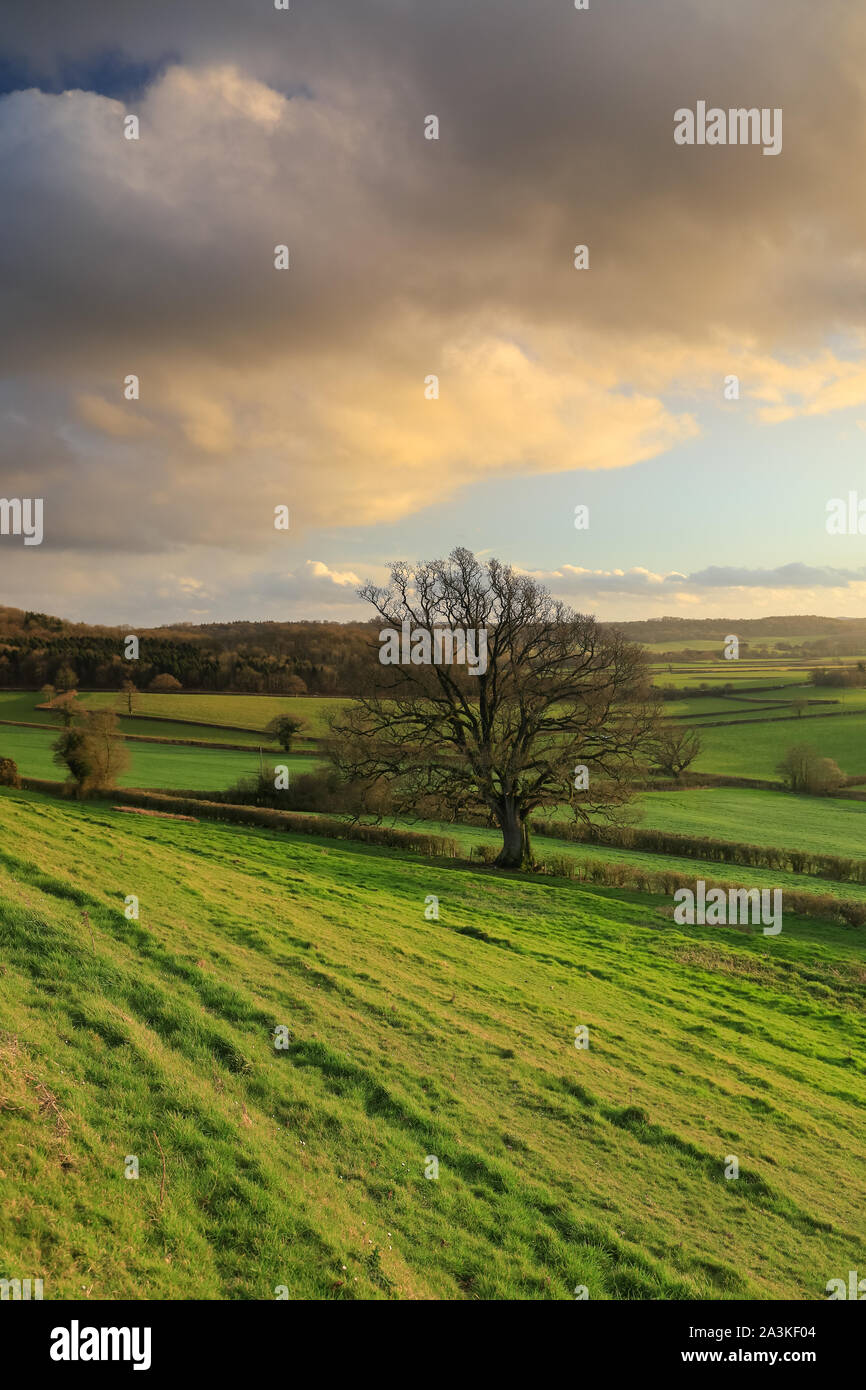 La molla su Vartennen collina vicino Milborne Port, Somerset, Inghilterra, Regno Unito Foto Stock