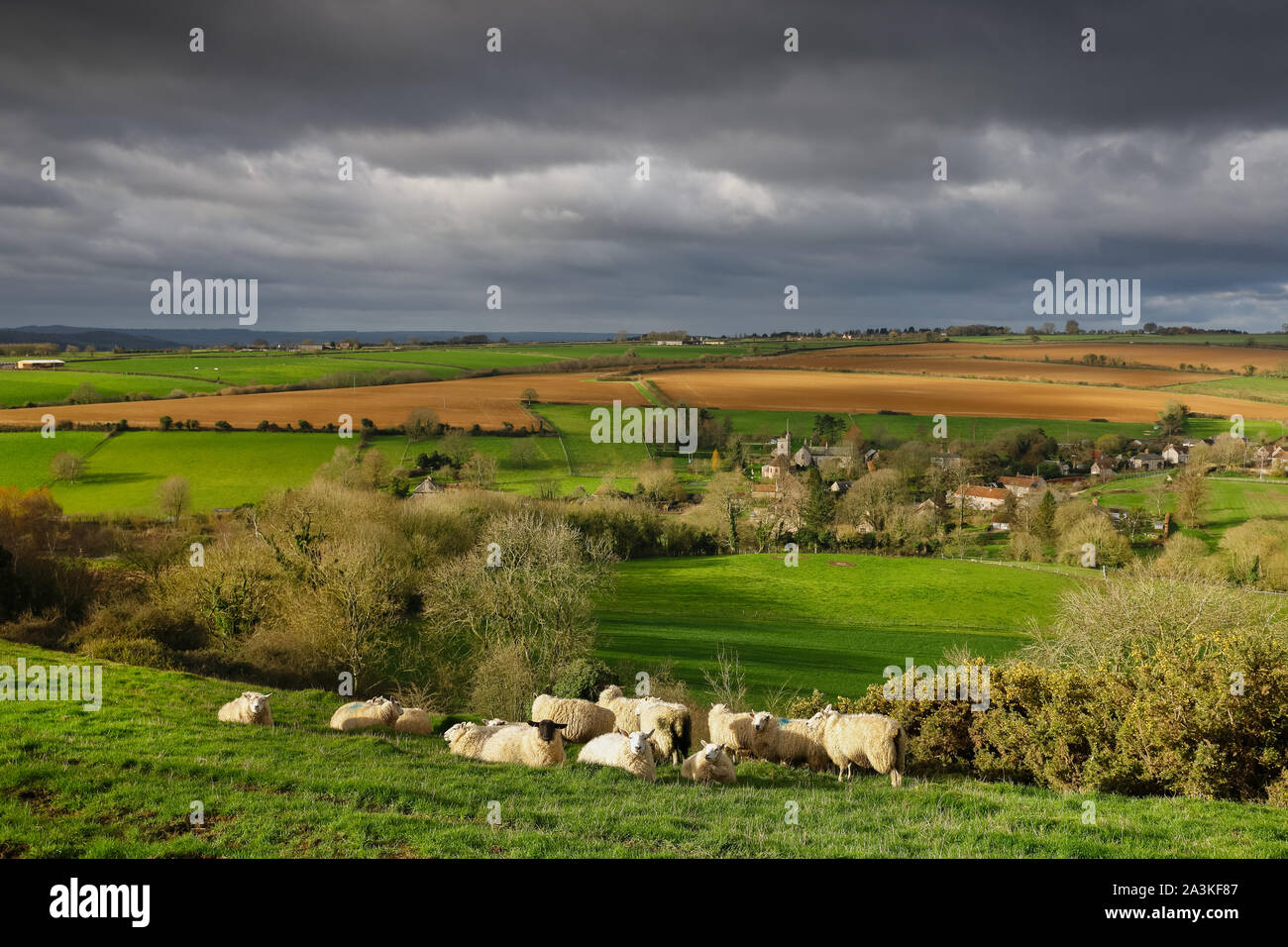 La primavera con pecore sulla collina sopra Poyntington, Dorset, England, Regno Unito Foto Stock