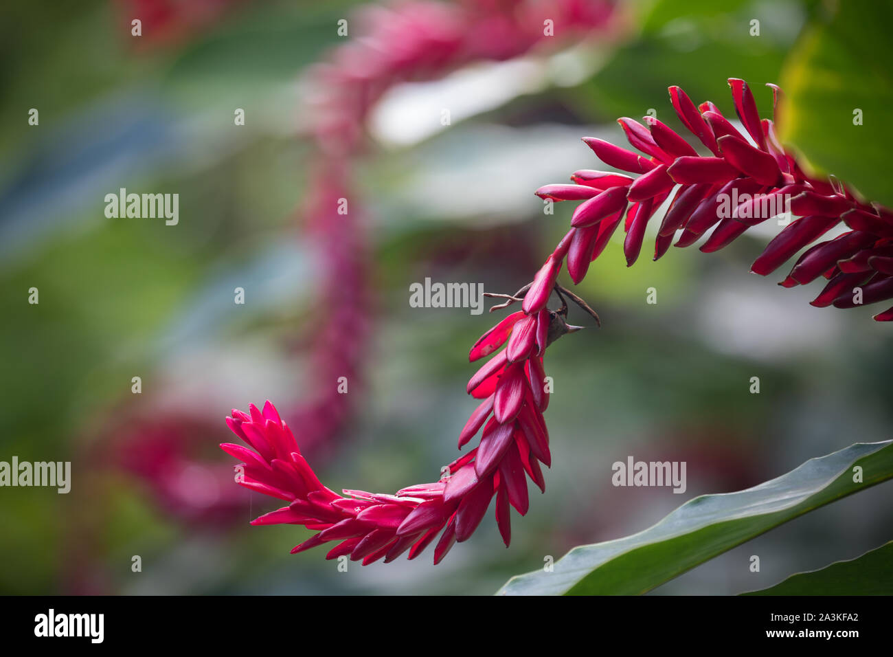 Fiore, Giardini Botanici, Saint Philippe, Reunion, Francia Foto Stock