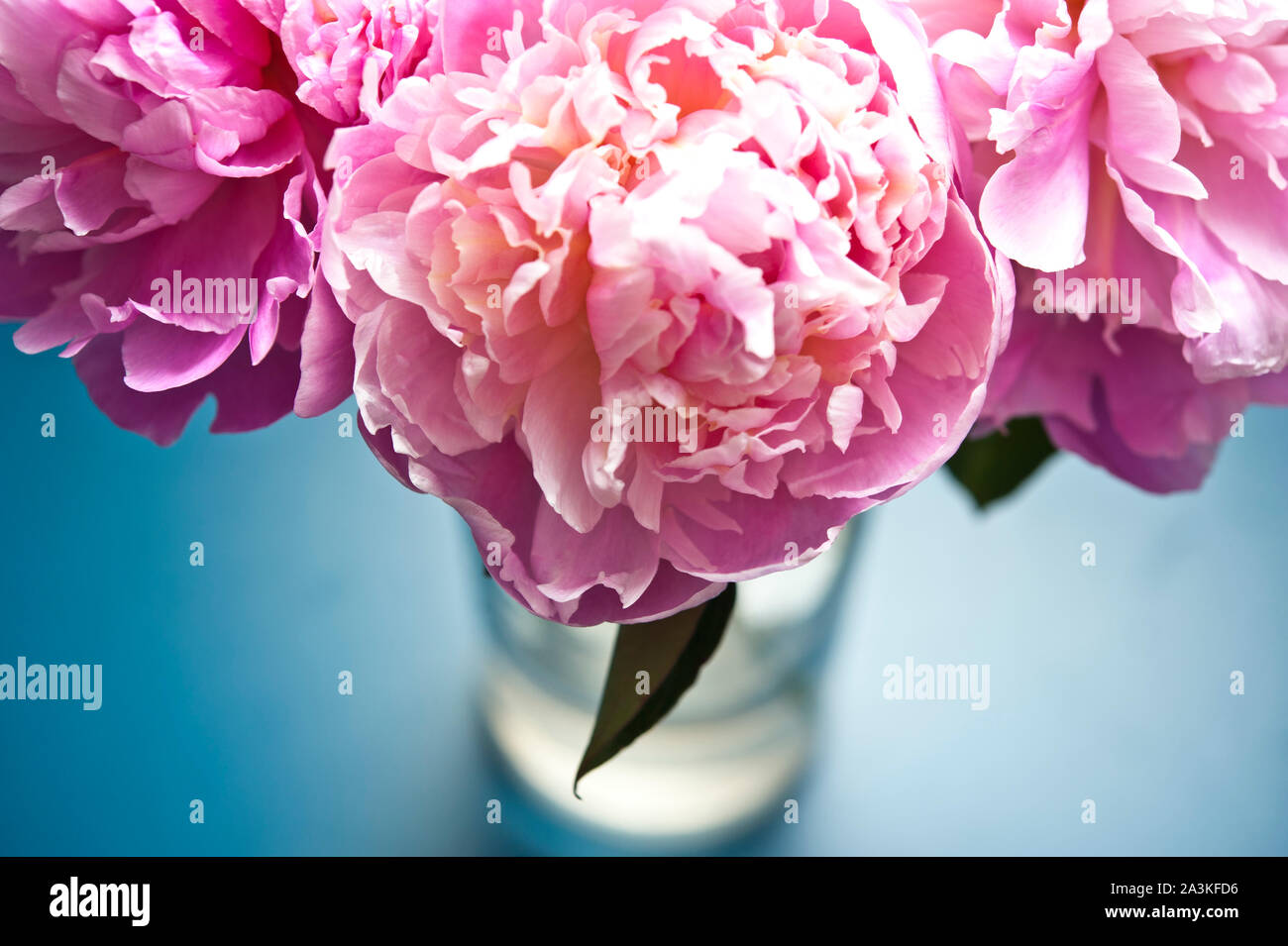 Rosa peonia fiori in vaso Foto Stock