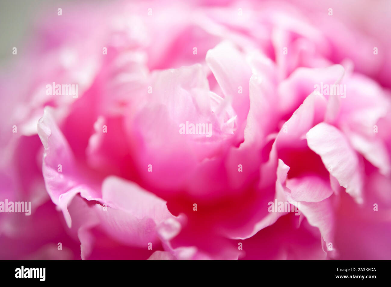 Rosa peonia fiori in vaso Foto Stock