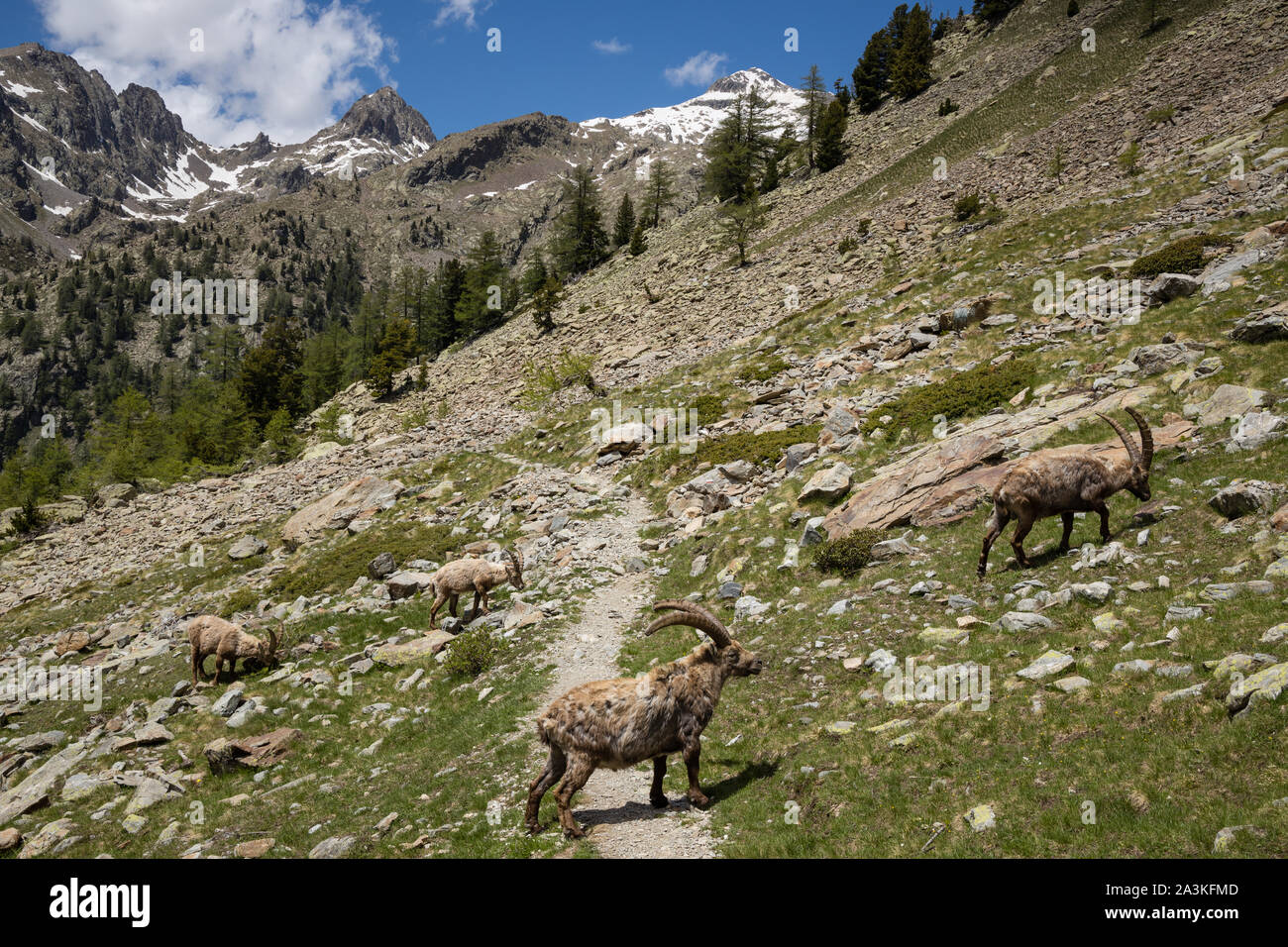 Bouquetin in alta Val du Haut Boréon, il Parco Nazionale del Mercantour, Alpes-Maritime, Provenza, Francia Foto Stock