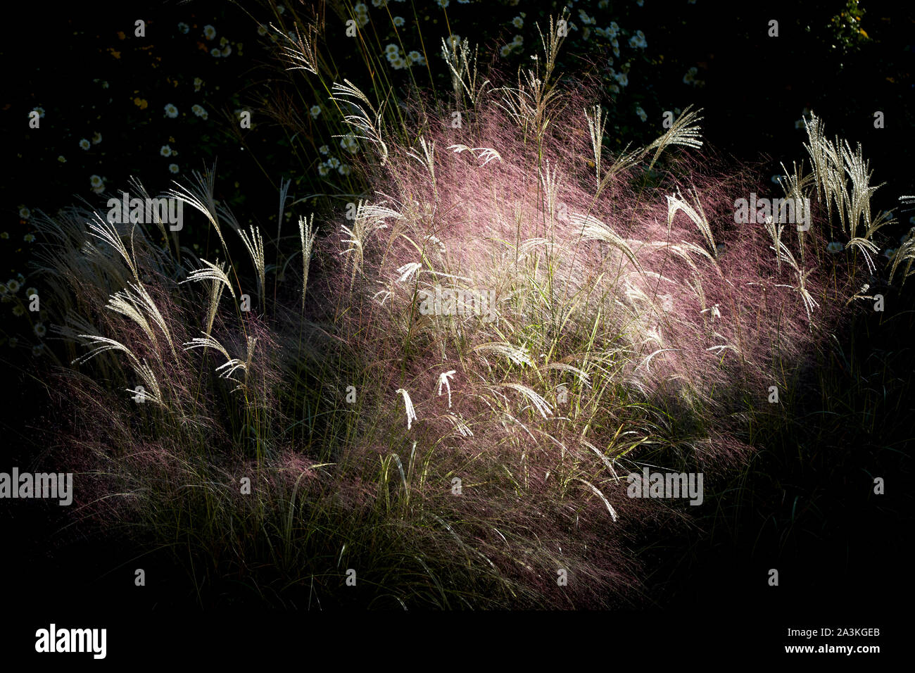 Erba di fiamma e Rosa muhly erba. Foto Stock