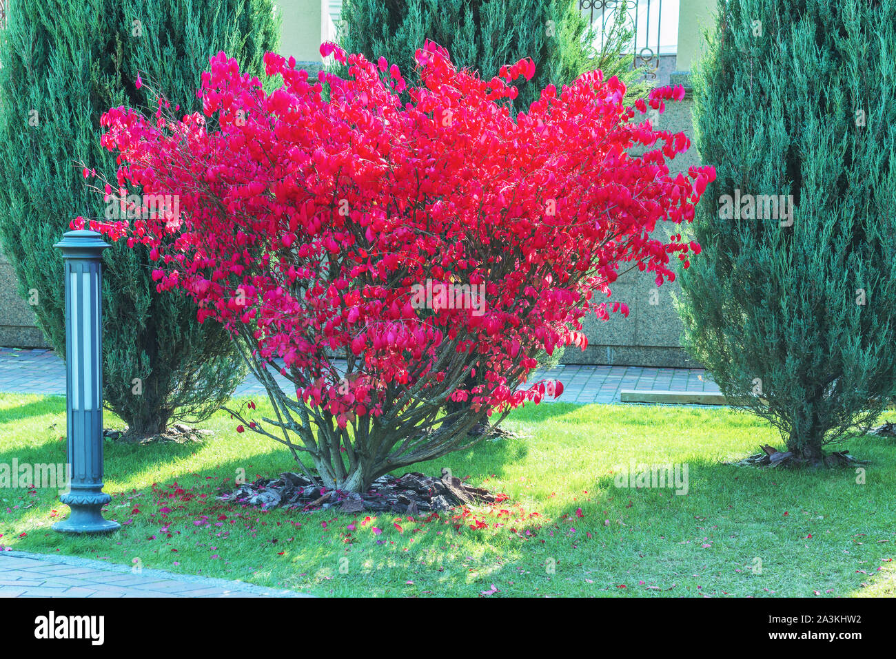Un frammento dell'autunno park . Winged euonymus Compactus è un arbusto perenne che impressiona con la sua bellezza. Foto Stock