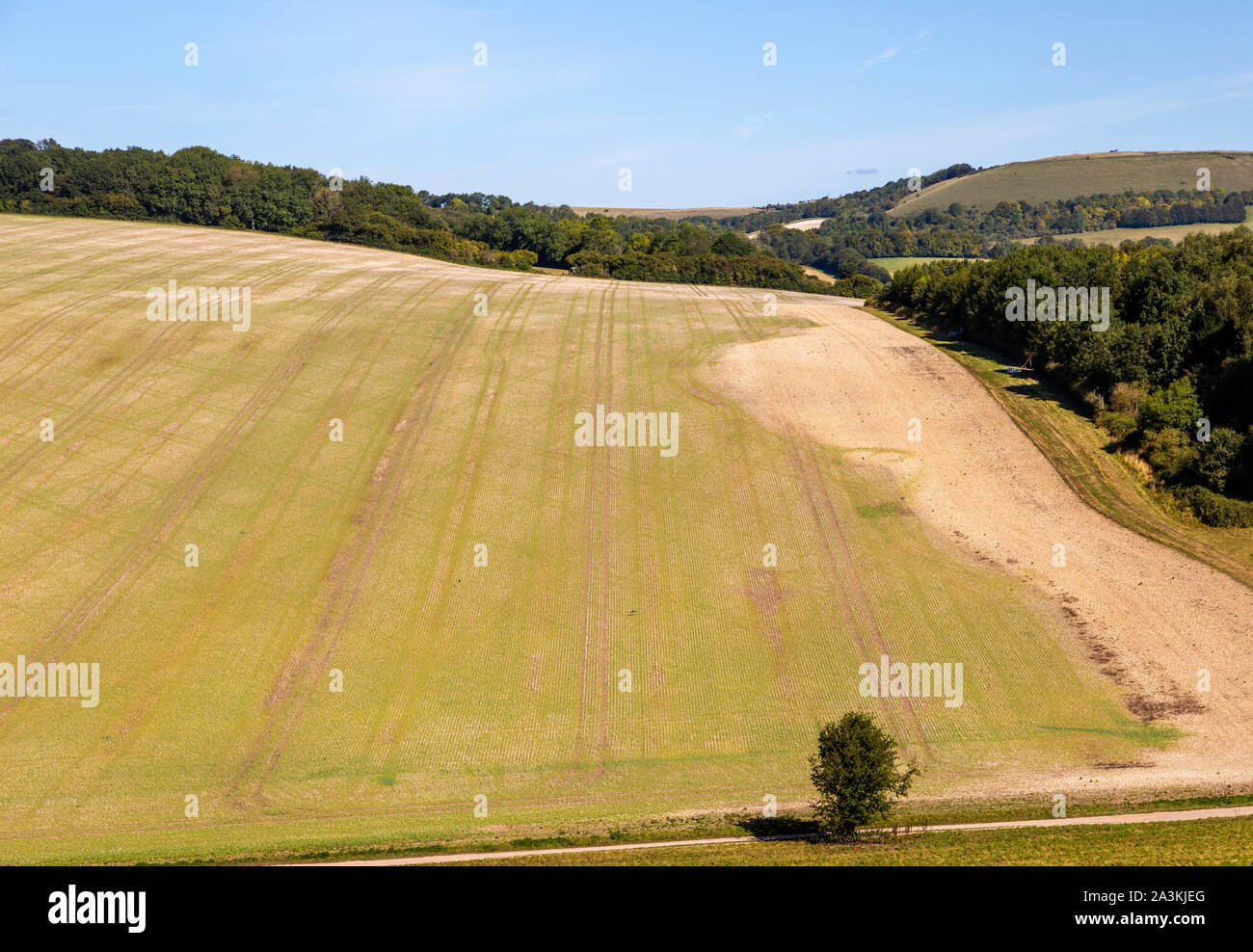 Chalk rolling panorama verso Walbury Hill Camp, vicino Linkenholt, Hampshire, Inghilterra, Regno Unito Foto Stock