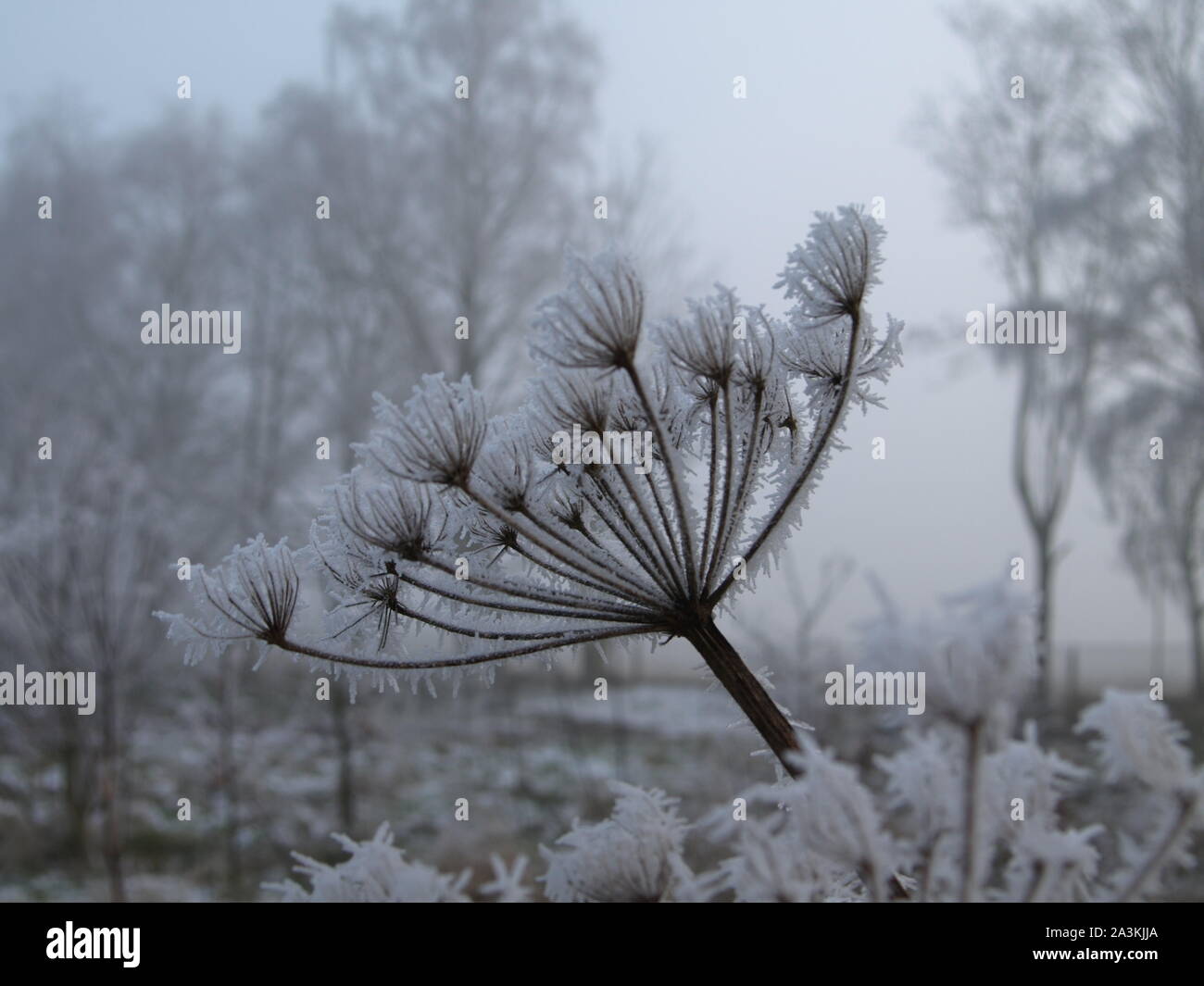 Brina su Hogweed, Watton, Norfolk Foto Stock