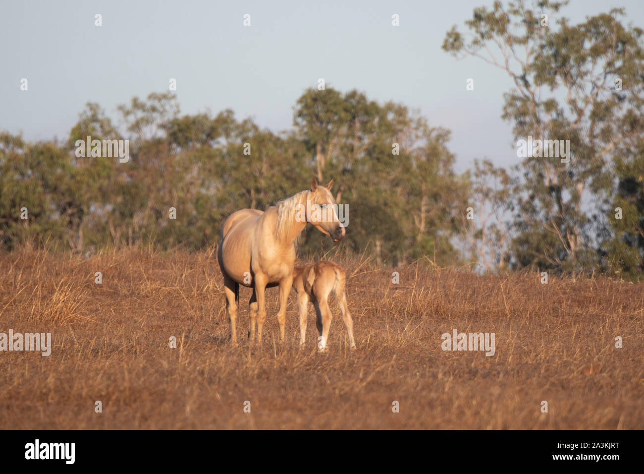 Un mare e il suo puledro in piedi in un campo al sole del mattino, Mareeba Aeroporto, Queensland, QLD, Australia Foto Stock