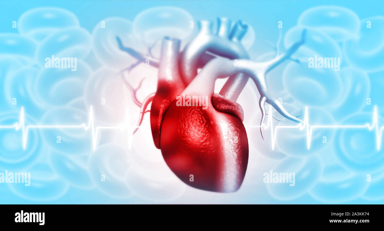 Anatomia del cuore umano. 3d illustrazione Foto Stock