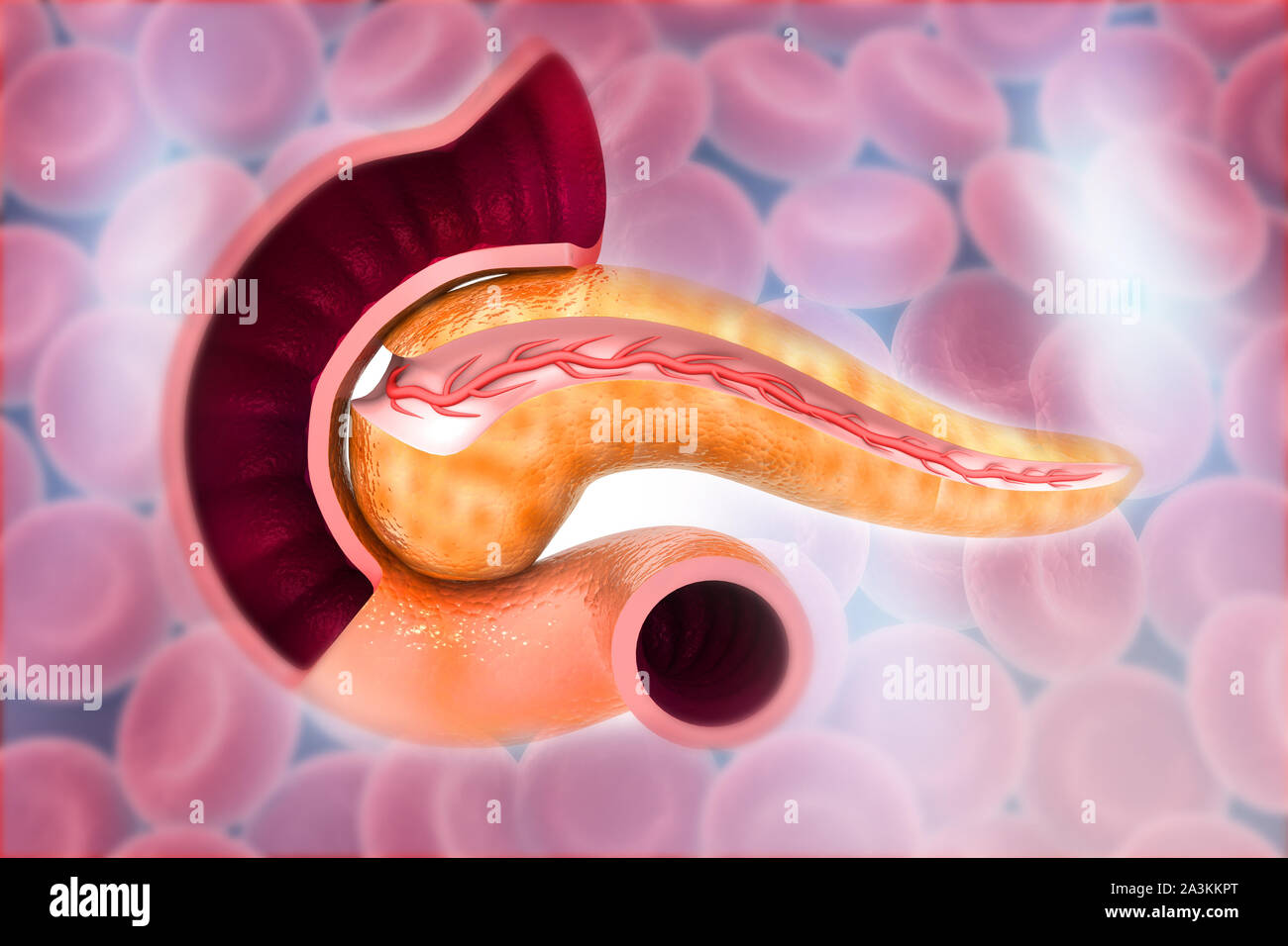 Sezione trasversale del Pancreas su sfondo bloodcells. 3D render Foto Stock