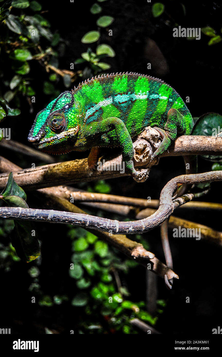 Panther chameleon (Furcifer pardalis) appollaiato su un ramo Foto Stock