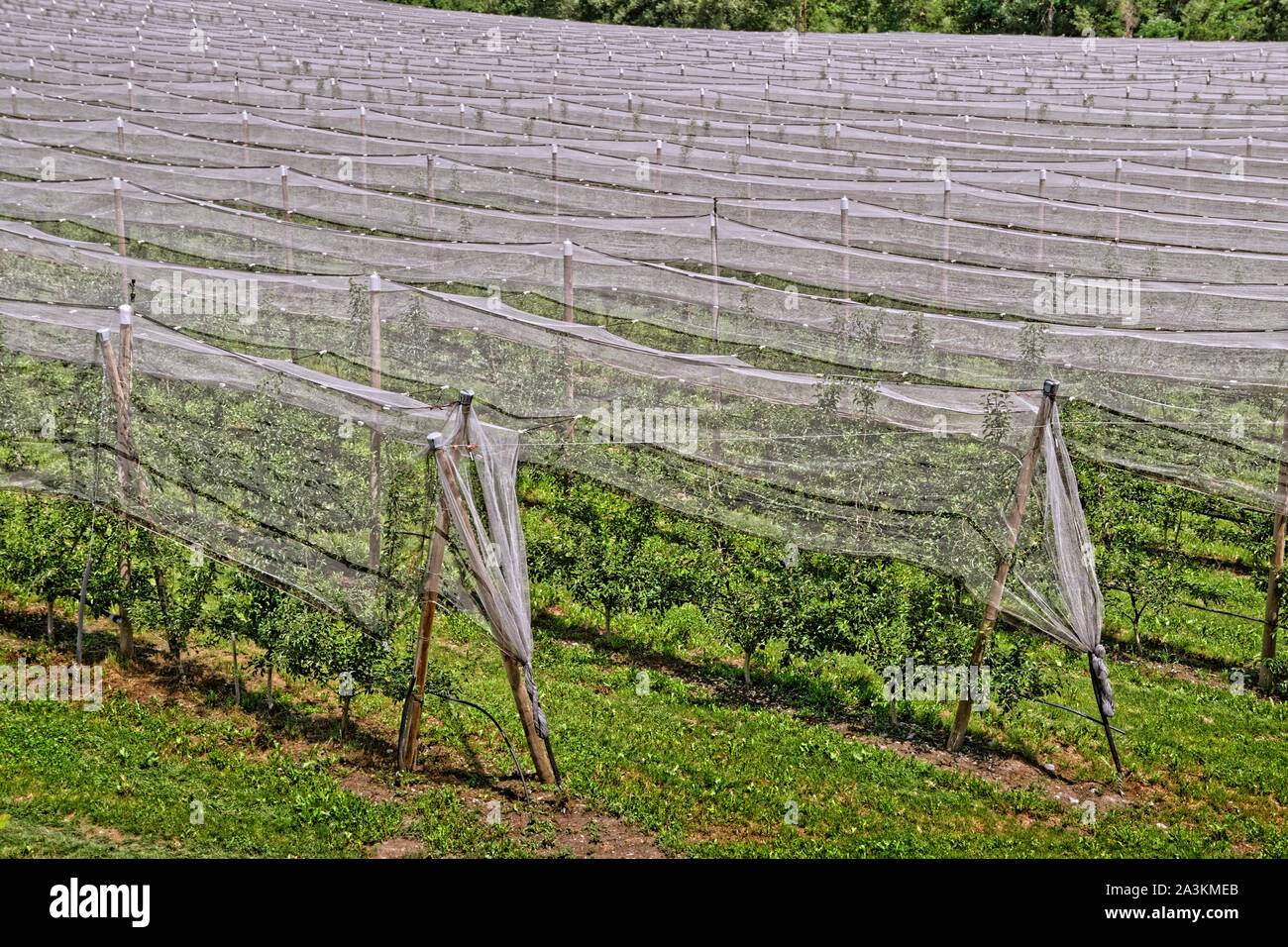 Il raccolto di frutta reti di protezione. Foto Stock