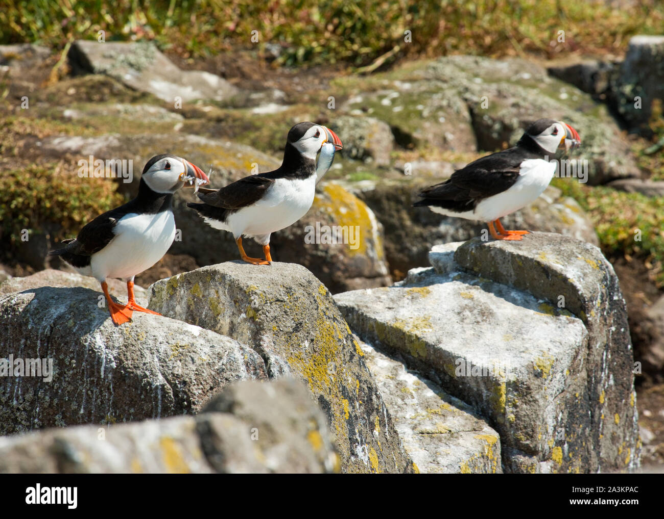 Atlantic Puffin (Fratercula arctica) sull isola di maggio, Fife, Scozia Foto Stock