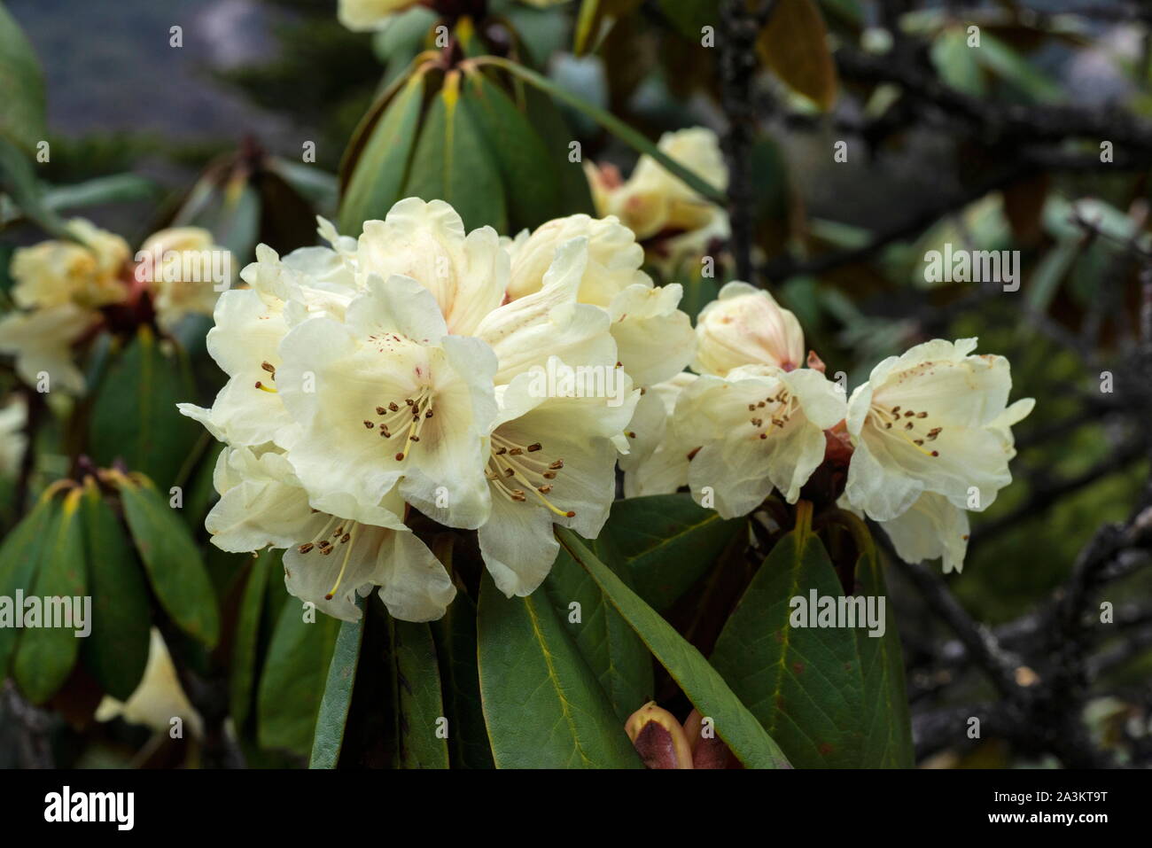 Giallo, rododendro Rhododendron luteum, Sikkim, India Foto Stock