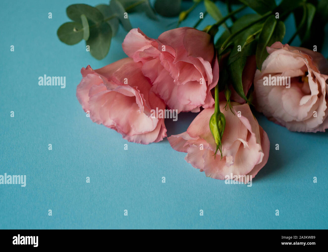 Bella rosa fiori eustoma (lisianthus) in piena fioritura con foglie verdi. Fiori su fondo blu. Foto Stock