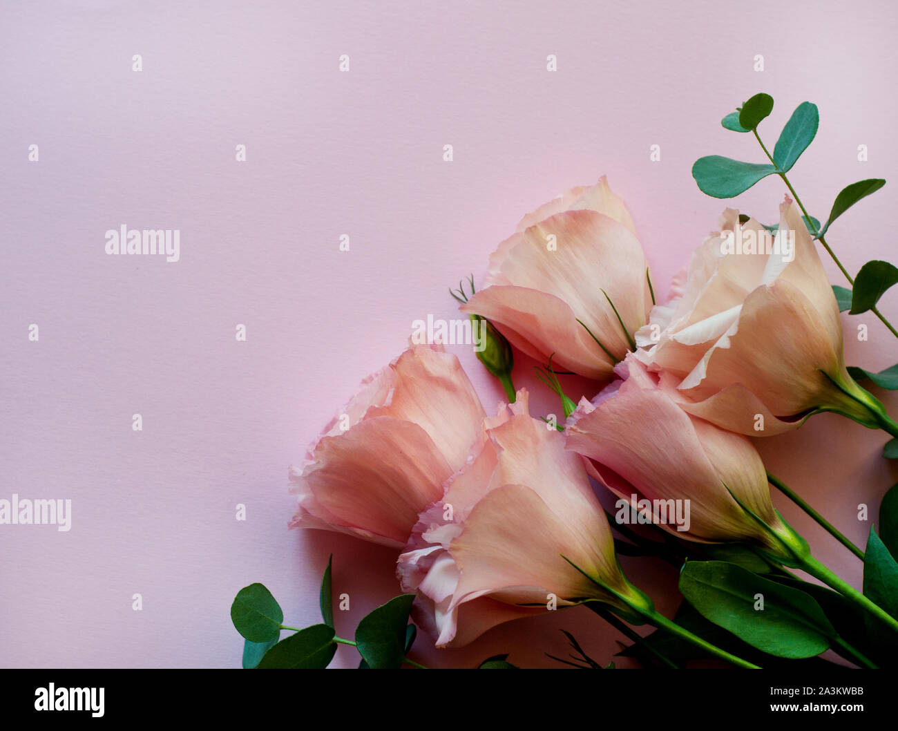 Bella rosa fiori eustoma (lisianthus) in piena fioritura con foglie verdi. Fiori su sfondo rosa. Foto Stock
