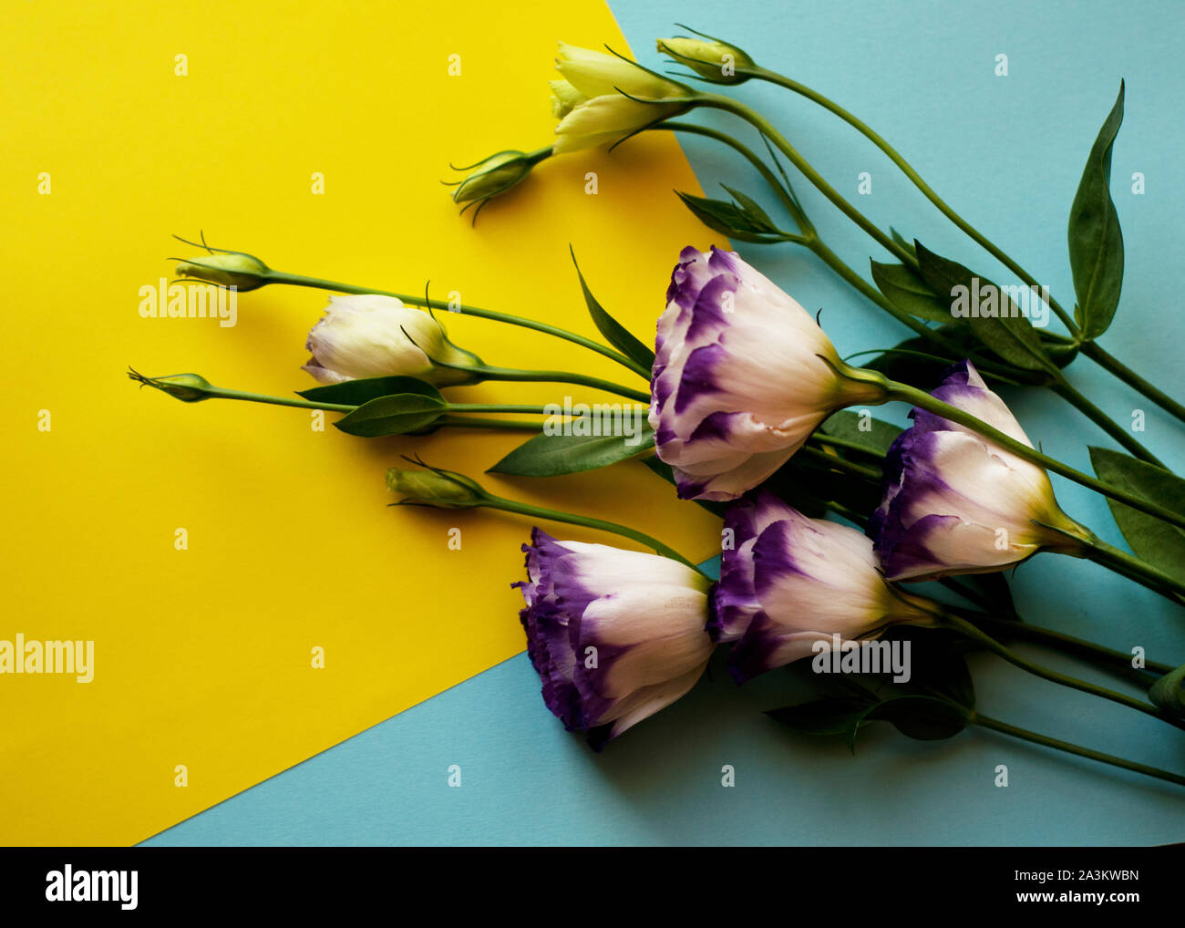 Bella viola e bianco fiore eustoma (lisianthus) in piena fioritura con foglie verdi. Fiori su blu e sfondo giallo. Foto Stock