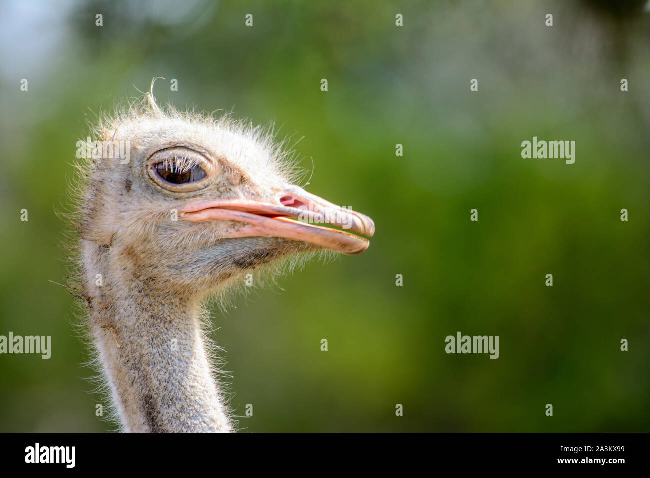 Comune (struzzo Struthio camelus) con aspetto strano, fissando la fotocamera. Copia dello spazio. Foto Stock