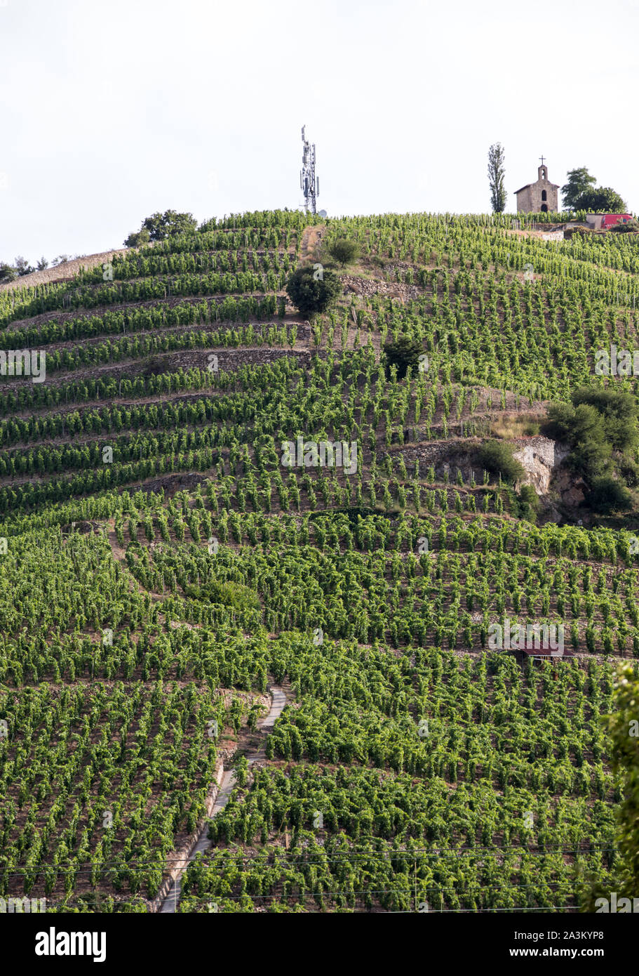 Vista del M. Chapoutier Crozes-Hermitage vigneti a Tain l'Hermitage, la valle del Rodano, Francia Foto Stock