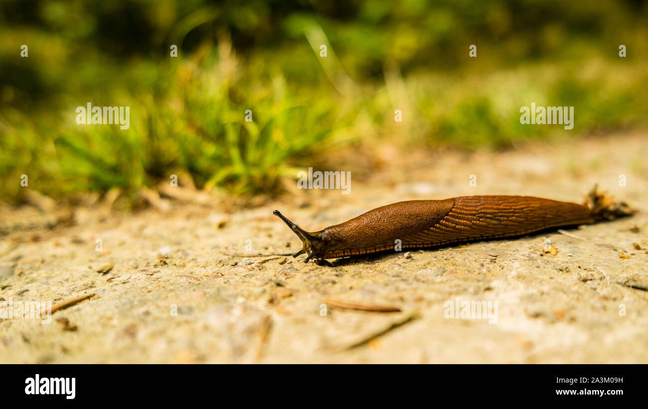Nudibranch sulla strada Foto Stock