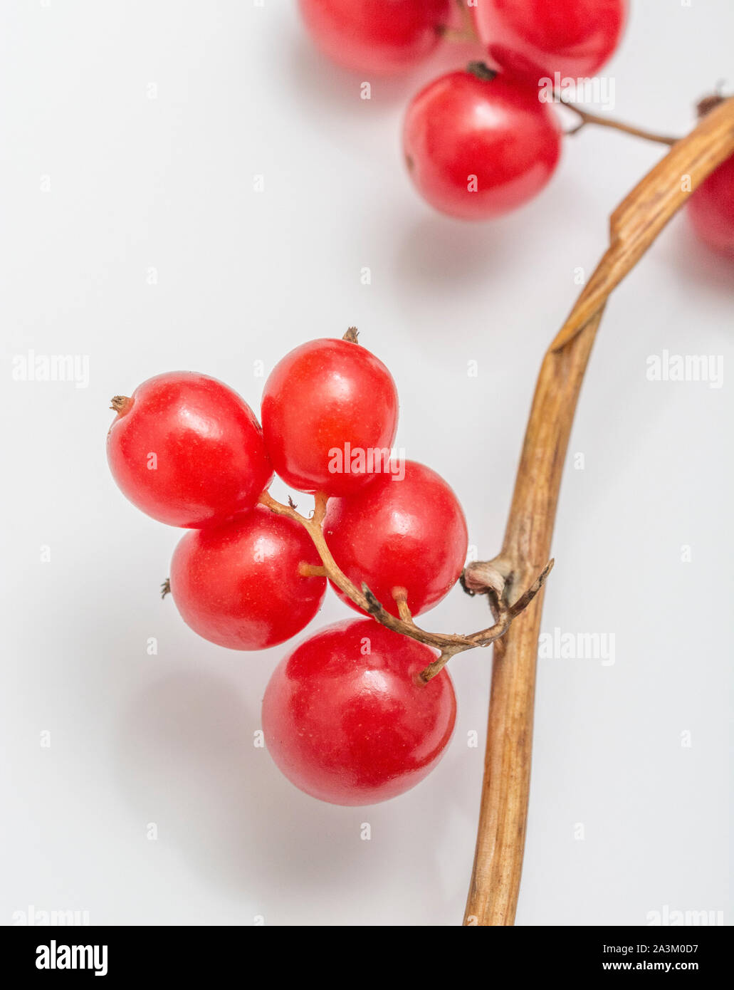 Bacche velenose di Bryony Nero / Tamus communis syn. Dioscorea communis, un comune siepe arrampicata producendo erbaccia grapevine-come grappoli di bacche. Foto Stock