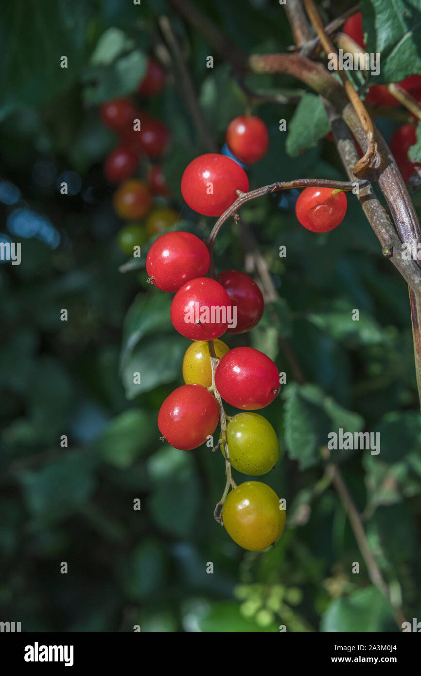 Bacche velenose di Bryony Nero / Tamus communis syn. Dioscorea communis, un comune siepe arrampicata producendo erbaccia grapevine-come grappoli di bacche. Foto Stock